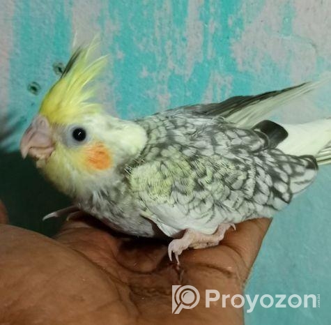 কোকাটেল