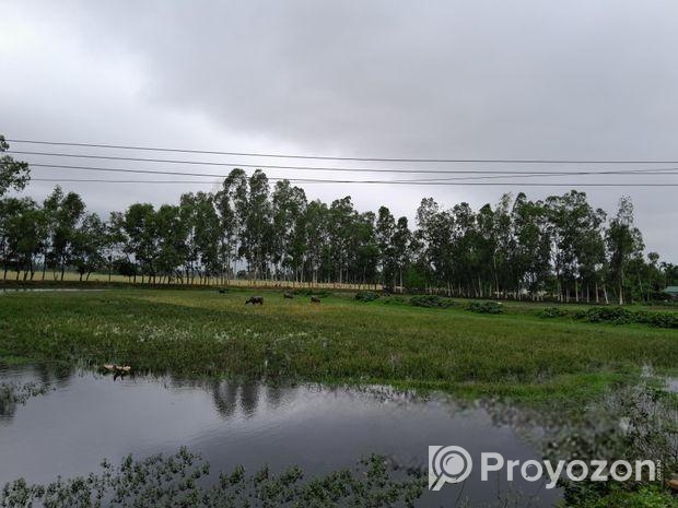 ইউক্যালিপটাস গাছ