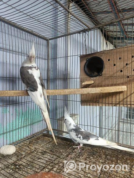 এলভিনো পাইড ককাটেইল