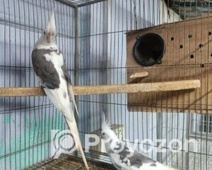 fitted-50_2025-10-28_23-04-00