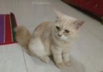 দুটো পারসিয়ান বিড়াল বিক্রি করা হবে