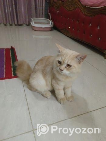 দুটো পারসিয়ান বিড়াল বিক্রি করা হবে