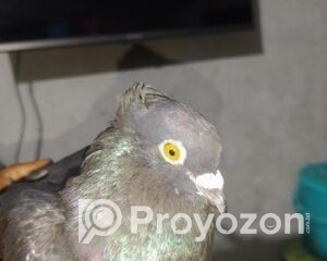 fitted-50_2025-10-30_10-25-04