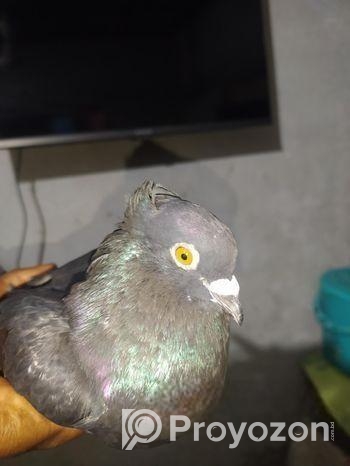 বাংলা কবুতর