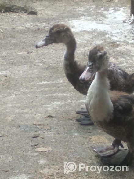 চিন হাসি