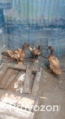 খাকি কেম্বল হাস