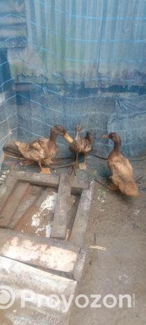 খাকি কেম্বল হাস