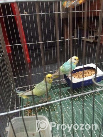 Raining Rainbow Bajrika