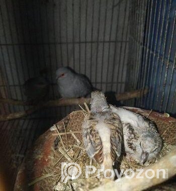 ডায়মন্ড ঘুঘু পাখি, ও বাচ্চা