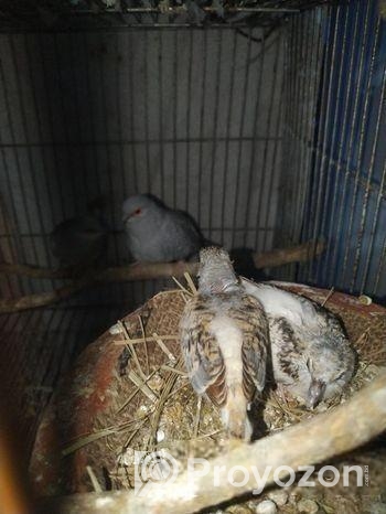 ডায়মন্ড ঘুঘু পাখি, ও বাচ্চা