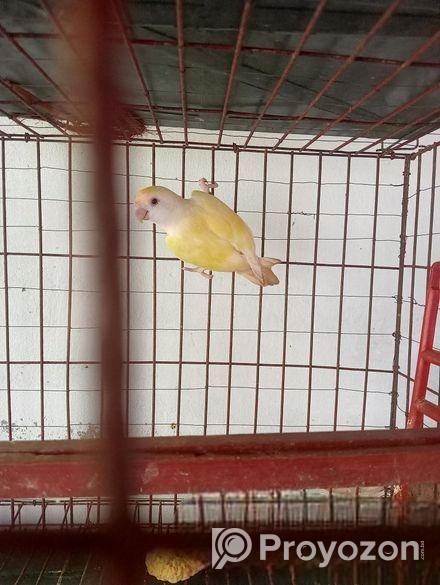 এক পিস ভালো লাভ বার্ড বিক্রয় করা হবে