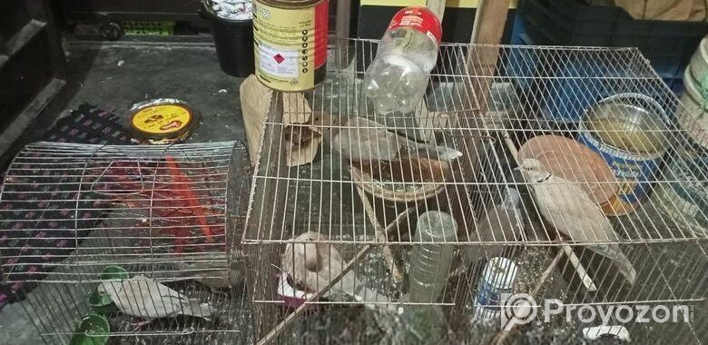 তিন জোরা অস্ট্রেলিয়ান ঘুঘু পাখি