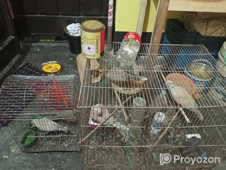 তিন জোরা অস্ট্রেলিয়ান ঘুঘু পাখি