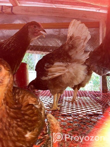 ডিমের রানী লেয়ার। বয়স ৪ মাস এর উপরে