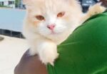 Traditional persian female cat প্রথমবার পাঁচটা বাচ্চা দিছে খা
