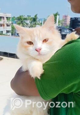 Traditional persian female cat প্রথমবার পাঁচটা বাচ্চা দিছে খা