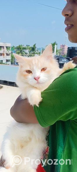 Traditional persian female cat প্রথমবার পাঁচটা বাচ্চা দিছে খা