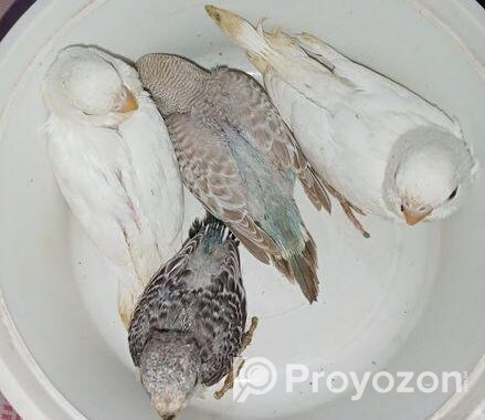বাঝারিকা পাখি