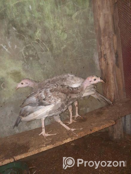 ৩ মাস বয়সের টার্কি আছে ৭ পিস সব High Quality লোকেশ