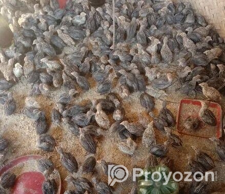 অরজিনাল জাপানি জাতের কোয়েল পাখি বিক্রি করা হবে
