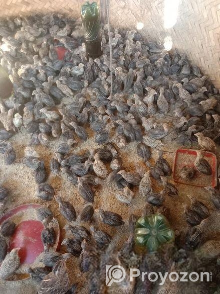 অরজিনাল জাপানি জাতের কোয়েল পাখি বিক্রি করা হবে