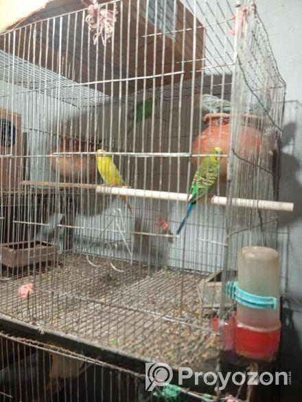 পাখি বিক্রি করা হবে।