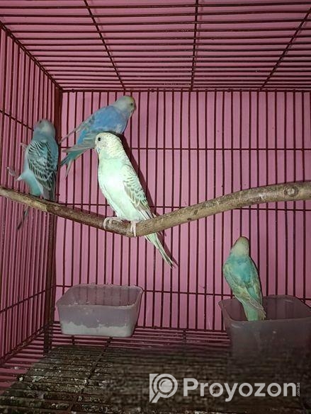 বাচ্চা সহ বাজিগর পাখি সেল