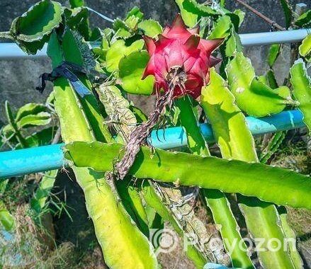 ভালো ড্রাগন গাছ