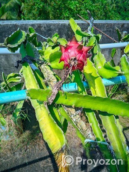 ভালো ড্রাগন গাছ