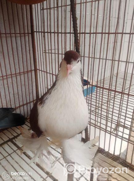 সিরাজি মাদি বিক্রি করা হবে