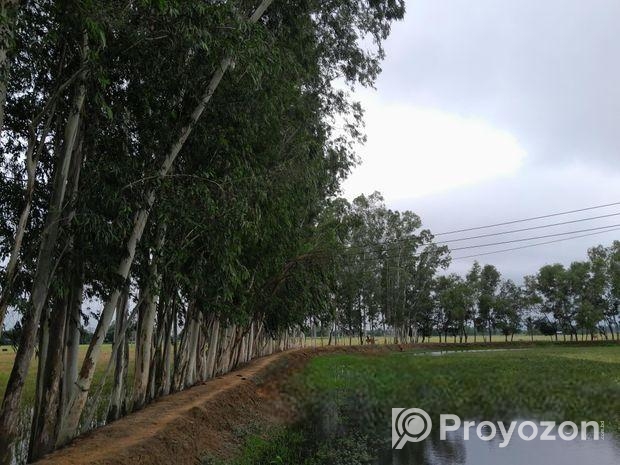 ইউক্যালিপটাস গাছ