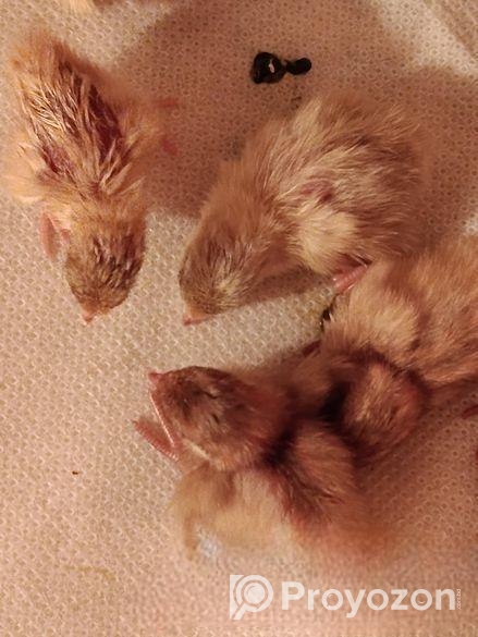 পোযা পাখি