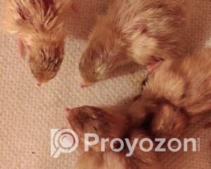 fitted-51_2025-10-28_11-00-37