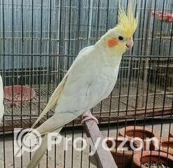 fitted-51_2025-10-28_23-24-53-1