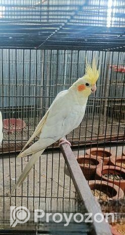 বাজরিগার মিক্স (হোম ডেলিভারি)