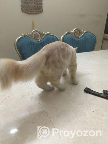 দুটো পারসিয়ান বিড়াল বিক্রি করা হবে