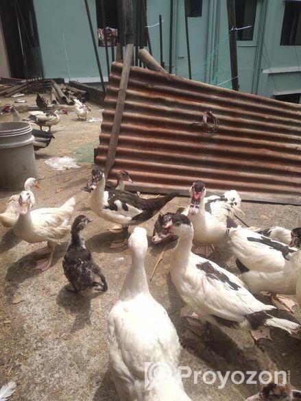 চিন হাসি