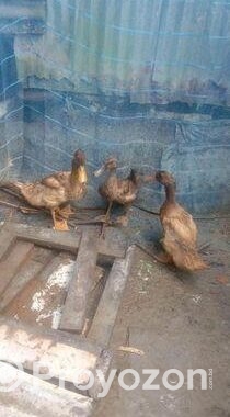 খাকি কেম্বল হাস