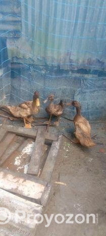 খাকি কেম্বল হাস