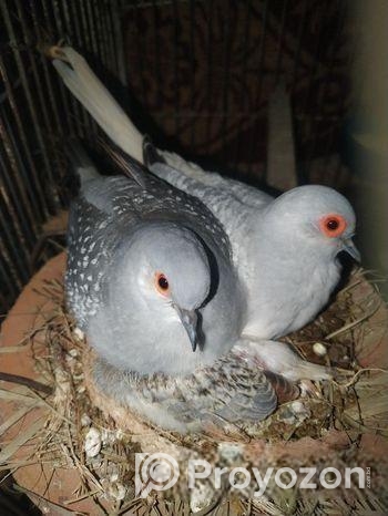 ডায়মন্ড ঘুঘু পাখি, ও বাচ্চা