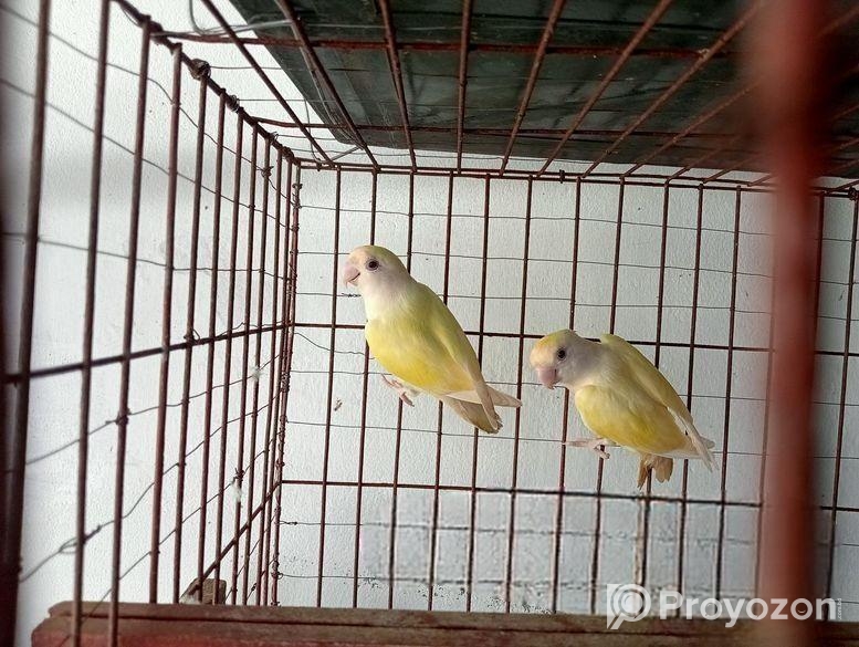 এক পিস ভালো লাভ বার্ড বিক্রয় করা হবে