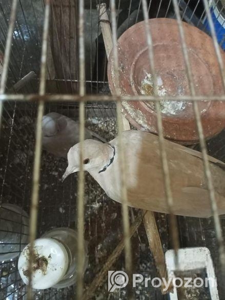 তিন জোরা অস্ট্রেলিয়ান ঘুঘু পাখি