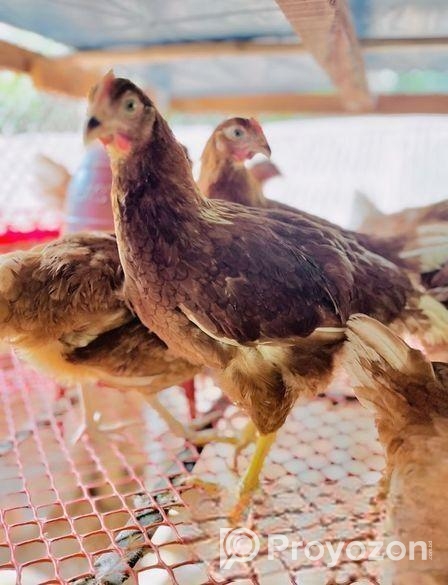 ডিমের রানী লেয়ার। বয়স ৪ মাস এর উপরে