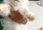 Traditional persian female cat প্রথমবার পাঁচটা বাচ্চা দিছে খা