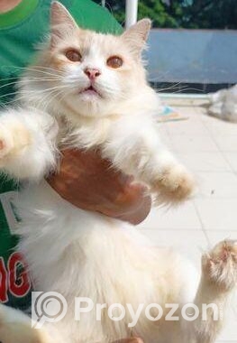 Traditional persian female cat প্রথমবার পাঁচটা বাচ্চা দিছে খা