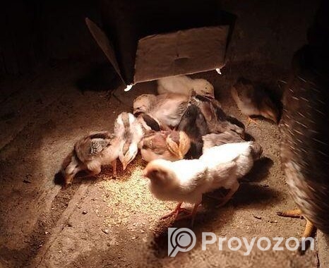 দেশি মুরগির বাচ্চা