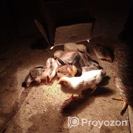 দেশি মুরগির বাচ্চা