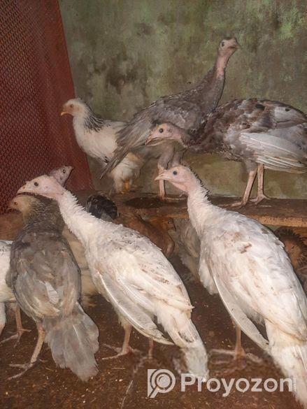 ৩ মাস বয়সের টার্কি আছে ৭ পিস সব High Quality লোকেশ