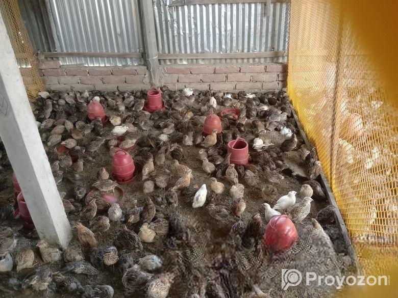 অরজিনাল জাপানি জাতের কোয়েল পাখি বিক্রি করা হবে