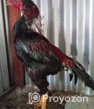 ভাল মানের অসিল ফাইটার মোরগ